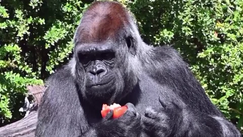 A gorilla eats a red fruit Video stock 114134267