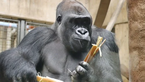 Gorilla eats sugar cane 4K Stock Footage 96772350