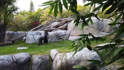 Gorilla exploring his new surroundings at zoo Stock Footage 127594811