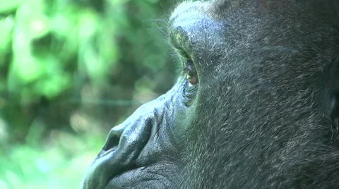 Gorilla extreme close up Stock Footage 51429536