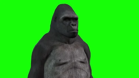 Gorilla face animation Stock Footage 126576340