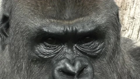 Gorilla Face Close-UP Chewing Vidéo 134525403