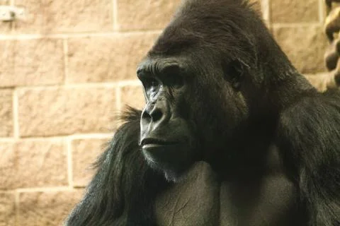 Gorilla Face, Medium Stock Photos