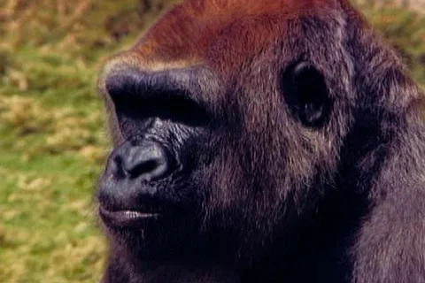 Gorilla faces Stock Footage 668962