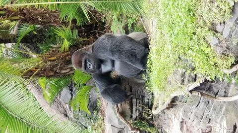 Gorilla facing camera Stock Photos