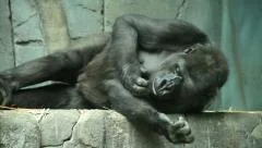 https://images.pond5.com/gorilla-female-lying-her-side-footage-046323728_iconm.jpeg