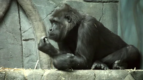 A gorilla female, lying on stone background and cleaning her nose Stock Footage 46388282