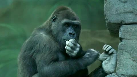 A gorilla female, picking her teeth very hard. A great ape Vídeo Stock 43225230
