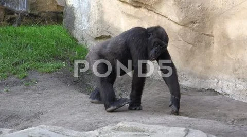 Gorilla female walking in front of mountain rocks Stock Photos