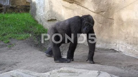 Gorilla female walking in front of mountain rocks Stock Photos