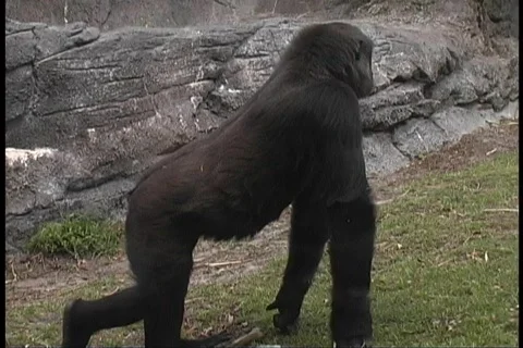 Gorilla Video stock 78116