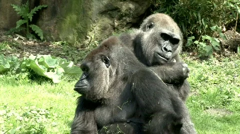 Gorilla Stock Footage 631806