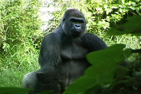 Gorilla Video stock 817838