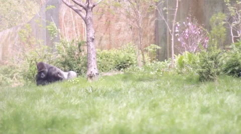 Gorilla Stock Footage 7762986