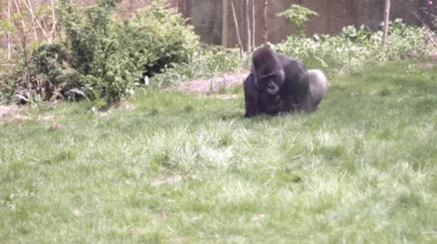 Gorilla Stock Footage 7763006
