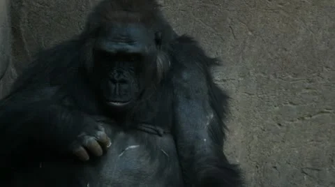 Gorilla Stock Footage 10597907
