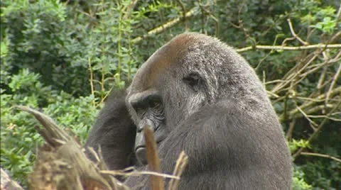 Gorilla Stock Footage 20625650
