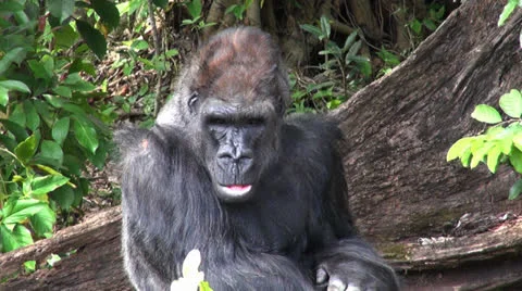 Gorilla Stock Footage 22607317