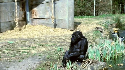 Gorilla. Video stock 79372065