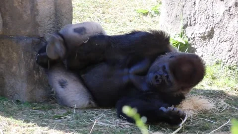 Gorilla 스톡 동영상 146344591