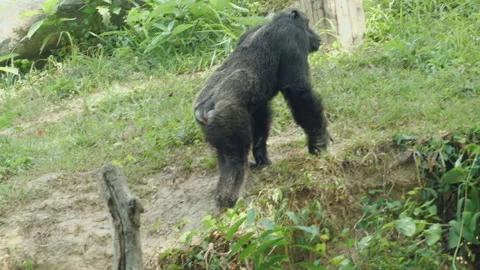 Gorilla  Stock Footage 153815071