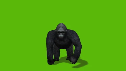 Gorilla Stock Footage 252659371