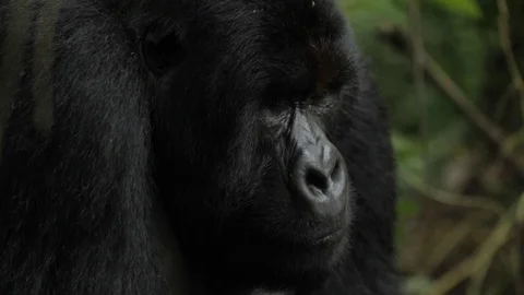 Gorilla in the forest Video stock 103805726