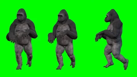GORILLA FUNNY WALKING Stock Footage 126714334