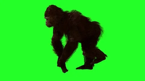 Gorilla goes on a green background, 3D render Stock Footage 84480287