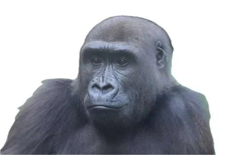 Gorilla  (Gorilla) Stock Photos