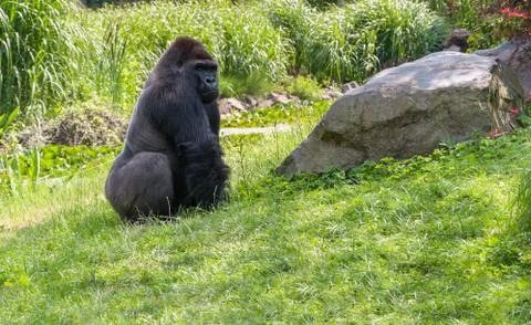 Gorilla on grass Stock Photos
