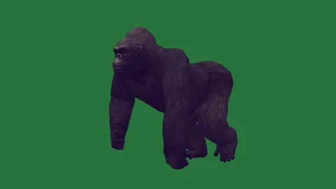 A gorilla on green screen and walking standing in front of animated chromakey Video stock 335122306