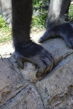 Gorilla hand Stock Photos