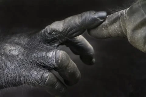 Gorilla hands Stock Photos