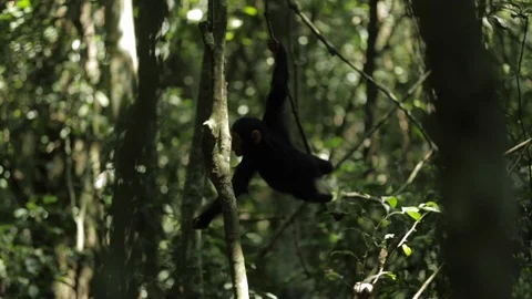 Gorilla hanging on the tree branches in forest, Congo, Central Africa 스톡 동영상 103806242