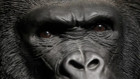 Gorilla head dark background Stock Footage 106236987