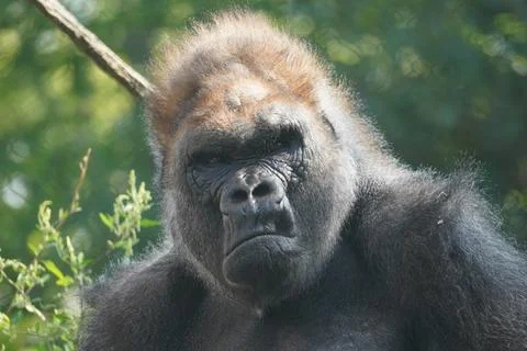 Gorilla Head Stock Photos