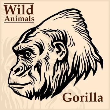 Gorilla head vector graphic illustration monochrome style Stock Illustration