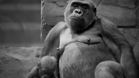 Gorilla with her child Stock Footage 78192756