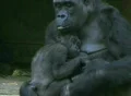 Gorilla Holding Baby 2 SD Footage