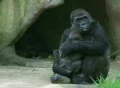 Gorilla Holding Baby Footage