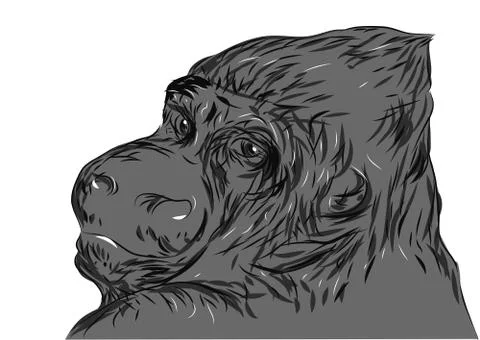 Gorilla Stock Illustration