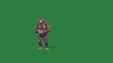 A gorilla isolated isolated on green screen background Stock Footage 336890428