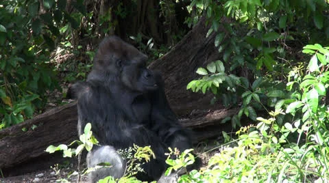 Gorilla in the jungle Stock Footage 22607430