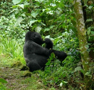 Gorilla in the jungle Stock Photos