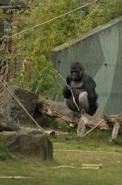 A gorilla on the lawn Stock Photos