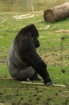 A gorilla on the lawn Stock Photos