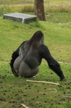 A gorilla on the lawn Stock Photos