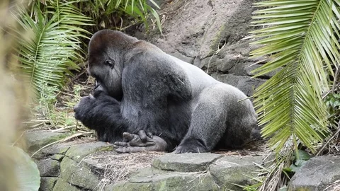 Gorilla Leaning On Arm Stock Footage 76757205