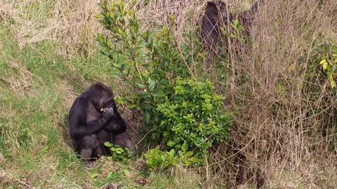 Gorilla looking around eating vegetation Stock Footage 129498402